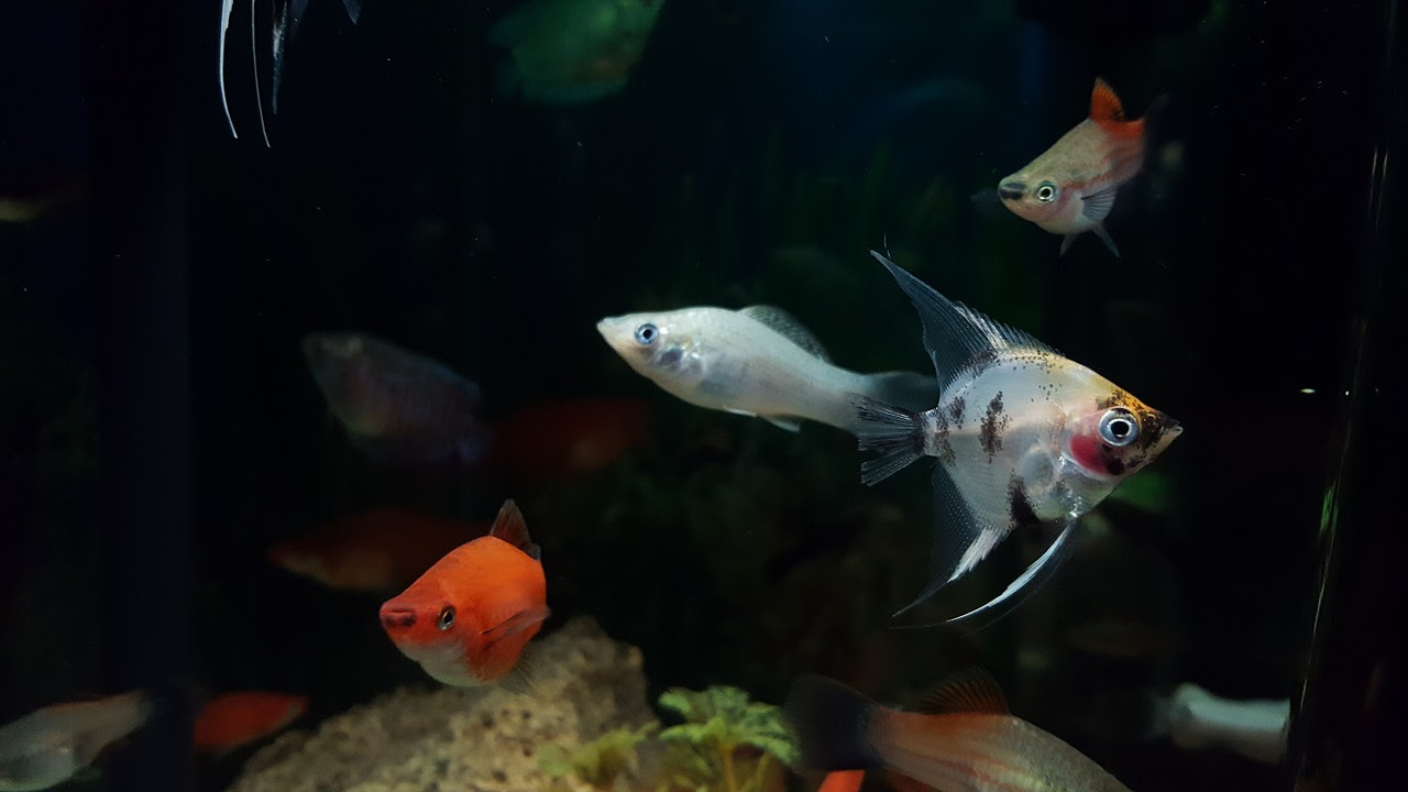 熱帯魚飼育 の混泳を考える 記憶に残したいときのメモ帳