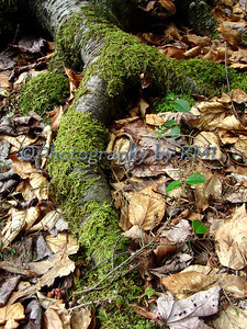 large root covered with green moss