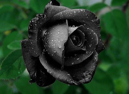 トルコの一部にのみ生息する黒い薔薇 花言葉は 決して滅びることのない愛 Netgeek