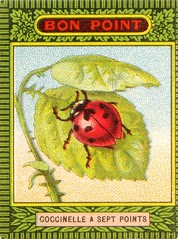 coccinelle