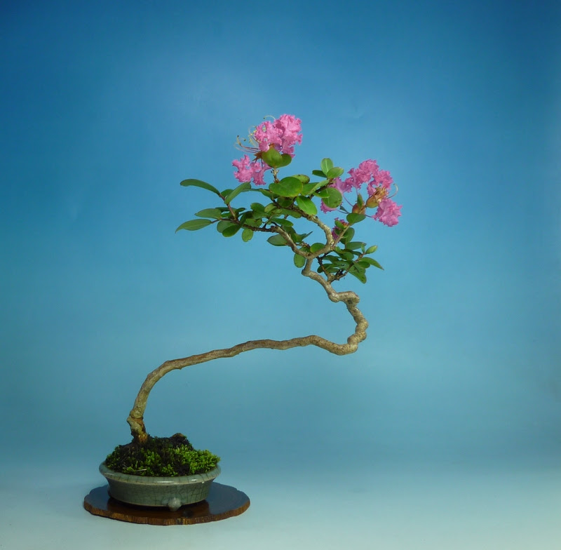 サルスベリ開花 ツバキ 侘助 植え替え 小品盆栽てのり樹工房