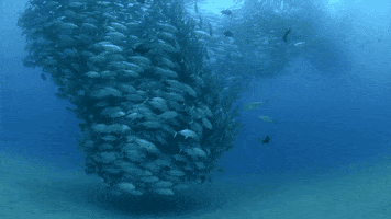 Animals Blue animated GIF