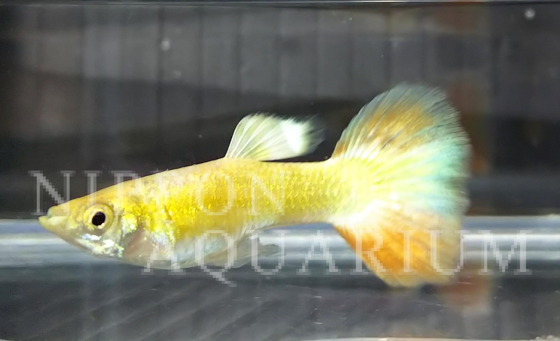 シンガードラゴングッピー 飼育方法 飼い方 餌 水温 混泳などについて 熱帯魚図鑑 熱帯魚の飼育 混泳 繁殖 病気など