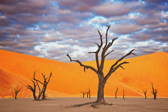 Dead Acacia tree (Acacia drepanolobium) Dead Vlei is an old saltpan named for its eerie dead appearance. Water was cut off when the flow of the Tsauchab River changed its course approximately 500 years ago. Sossusvlei in the Namib desert. Namib-Naukluft N