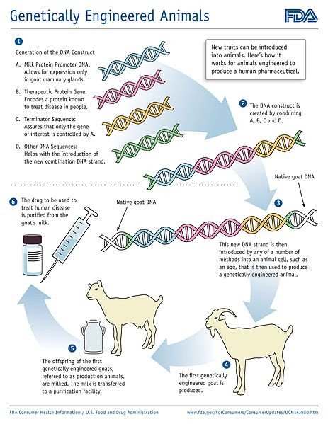 Difference Between Cloning and Genetic Engineering ...