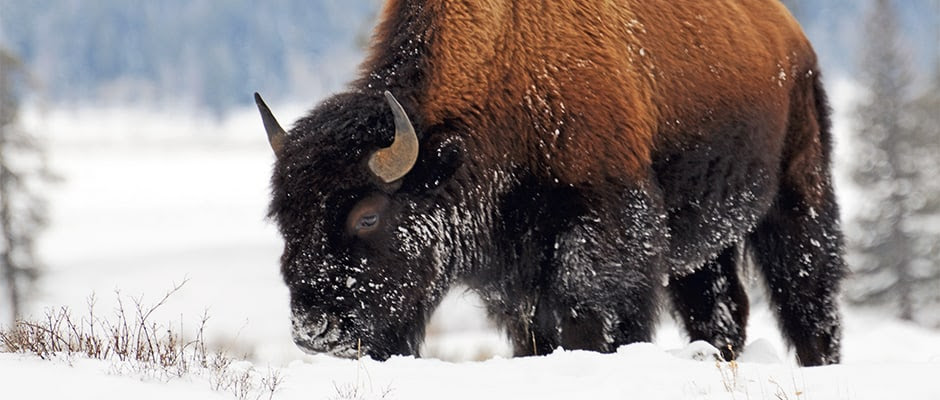 Yellowstone National Park Implements Bison Management