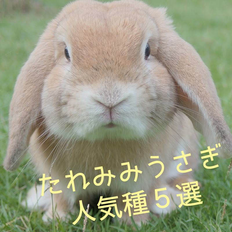 あなたを癒すおすすめのかわいいたれ耳うさぎの人気５選