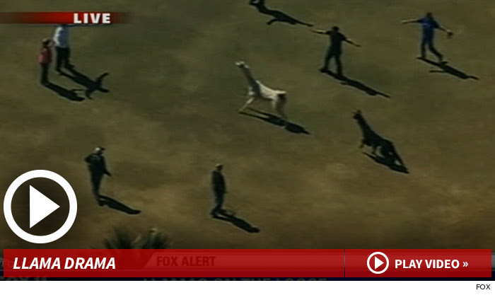 022615_llama_launch