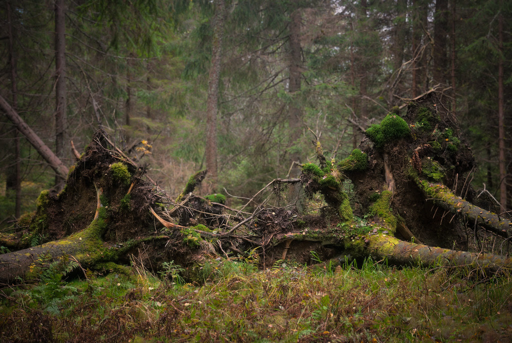 rotvälta