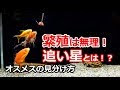 [ベスト] 金魚 オスメス 212074
