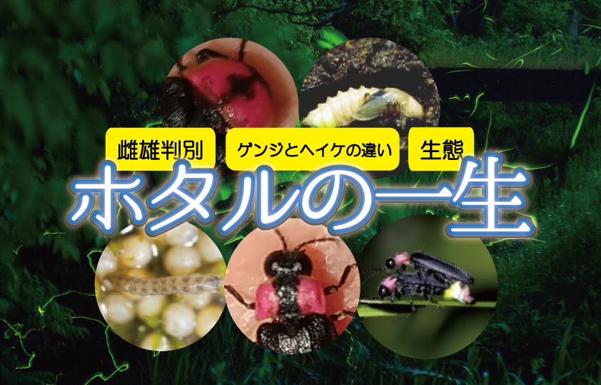 ホタルの一生 観察の記録 生態 雌雄判別 ゲンジとヘイケの違い 発光するしくみなど Zootime