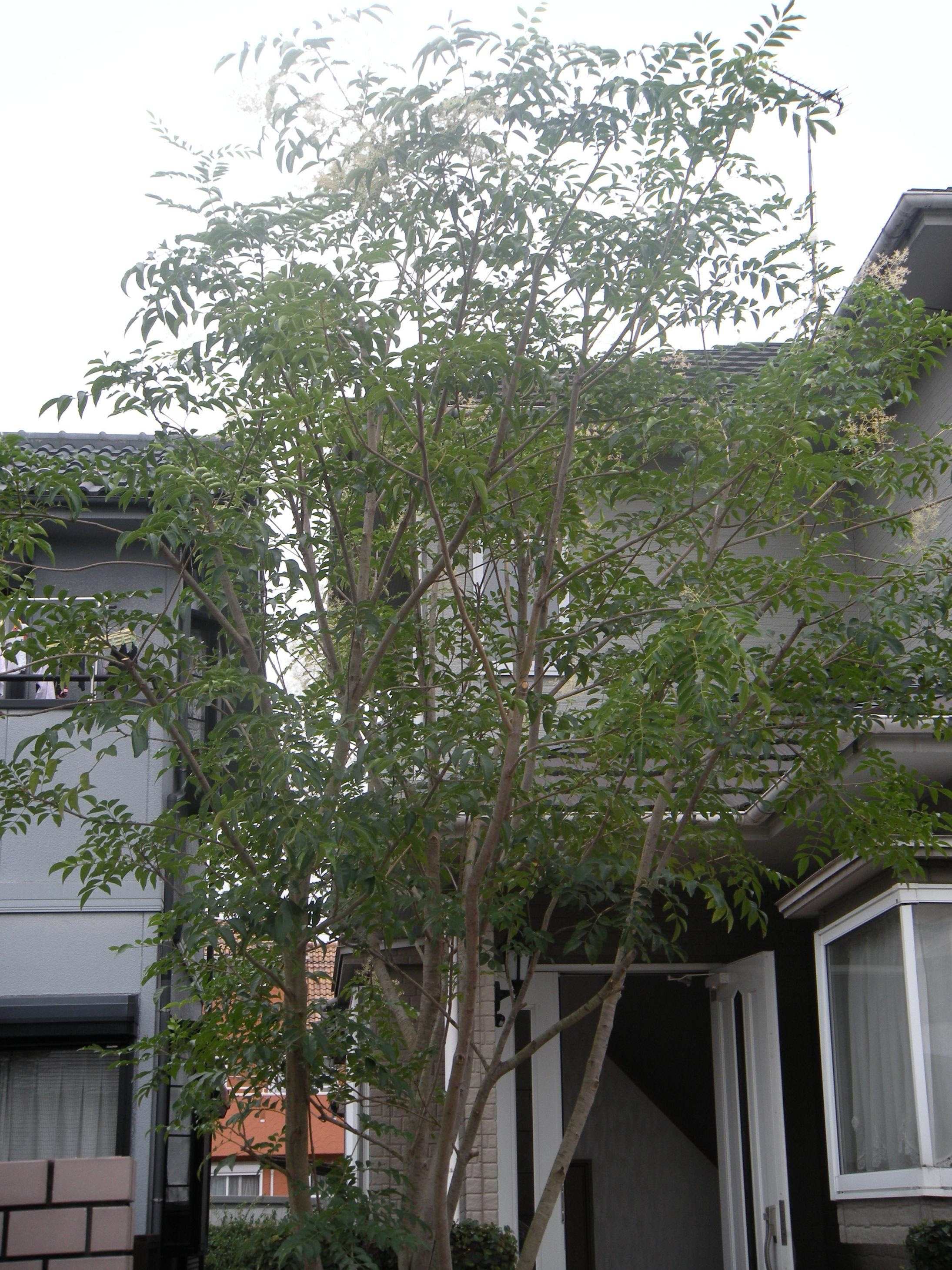 守山市s様邸シマトネリコ剪定 守山市の造園なら池内造園