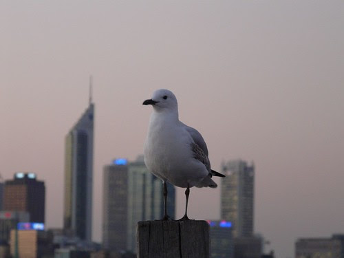 Seagull Against Skyline
