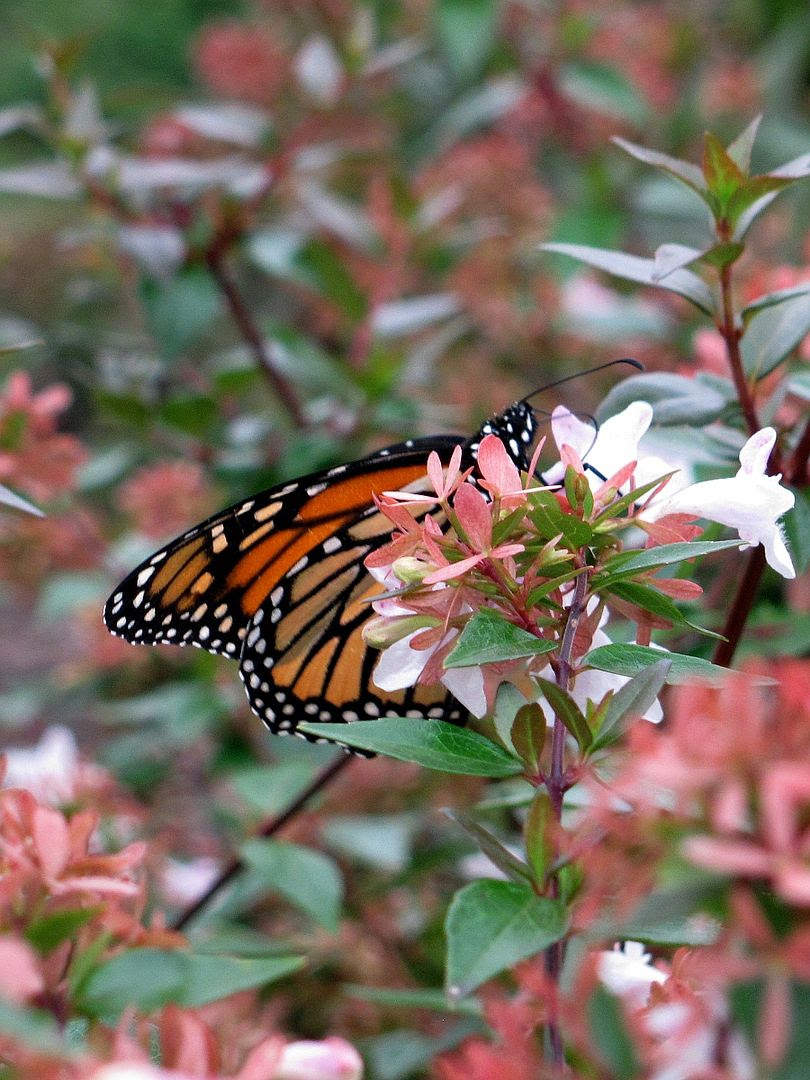 Hiding monarch