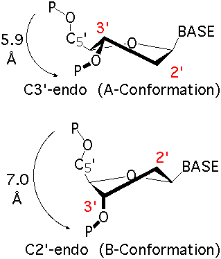 Ribose/Deoxyribose