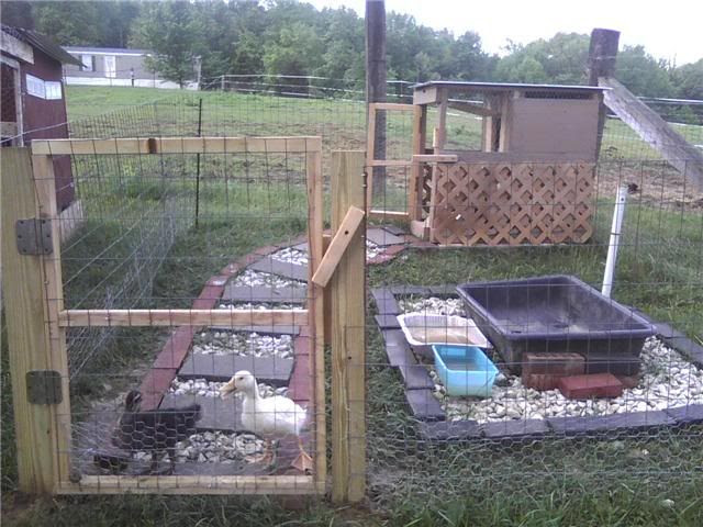 Duck House