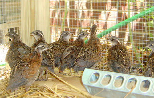 Quail Pen Chicken Coop Plans – North Carolina Garden Coop ::: Coop ...