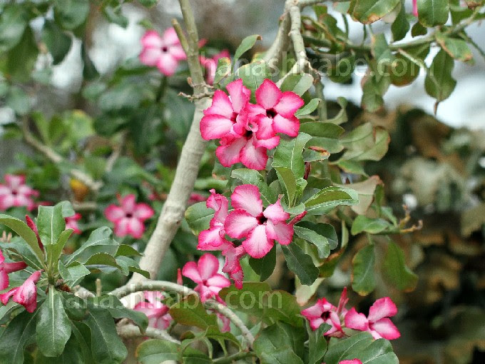 アデニウム 花しらべ 花図鑑