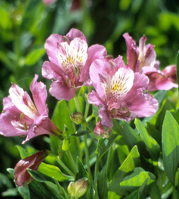 Alstroemeria