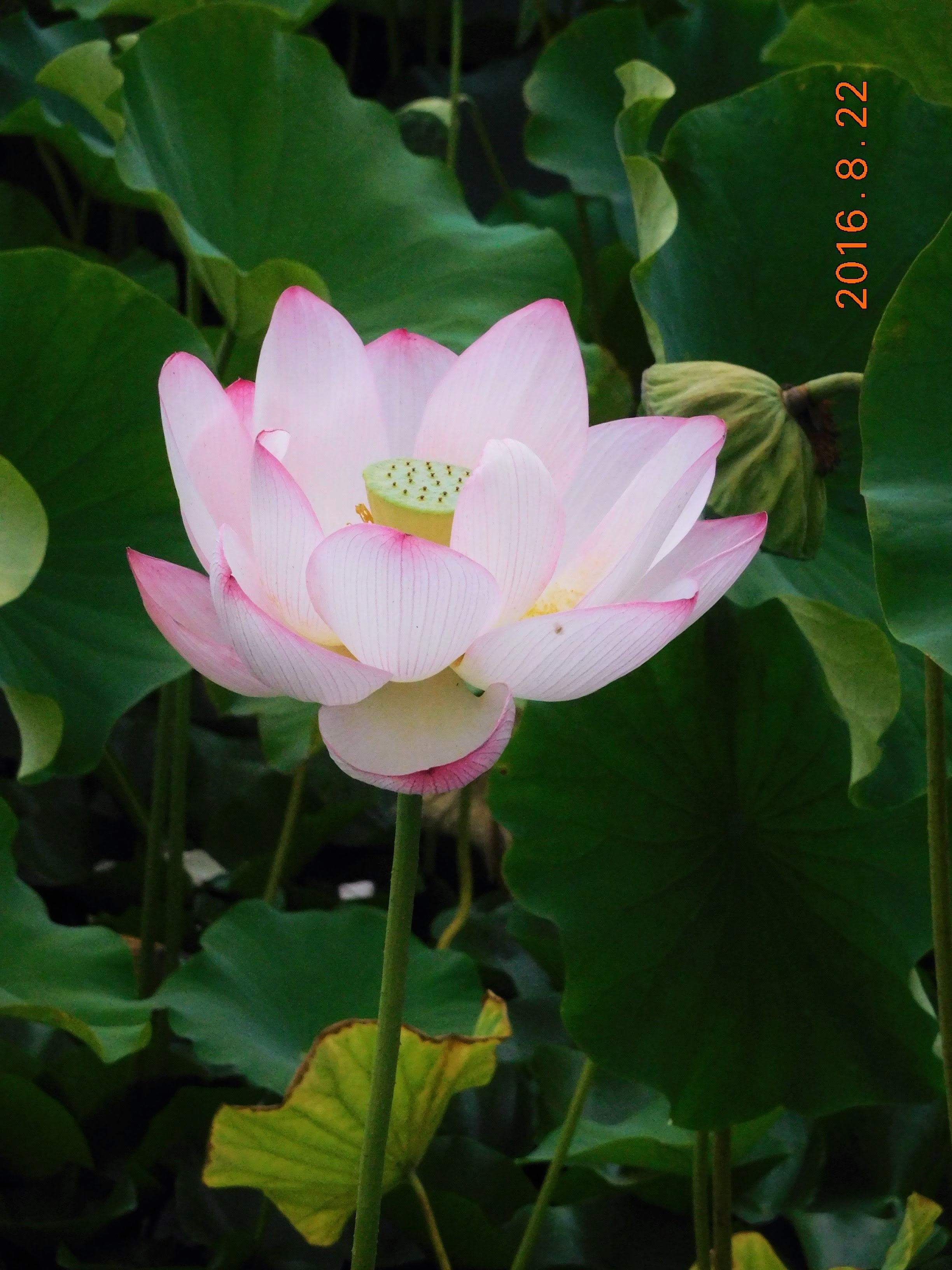 花めぐり手帖 裏話 ８月 秋田県花いっぱい運動の会
