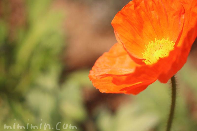 ポピー ヒナゲシ の花言葉 名前の由来 誕生花 みみみんブログ