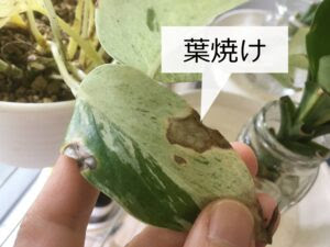 肥料と活力剤の違いとは 観葉植物に適した使い方を徹底解説 Komame Topics