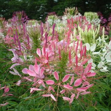 クレオメとは ヤサシイエンゲイ