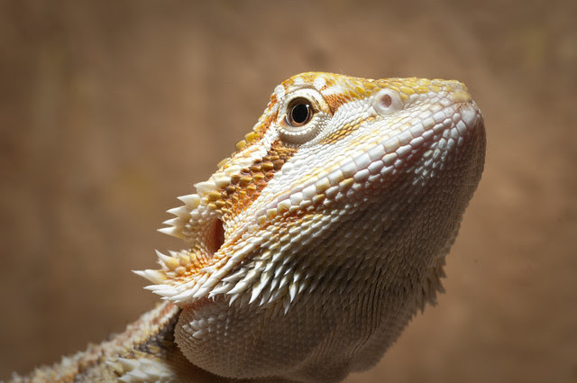 Central Bearded Dragon | Central Bearded Dragon [polish ...