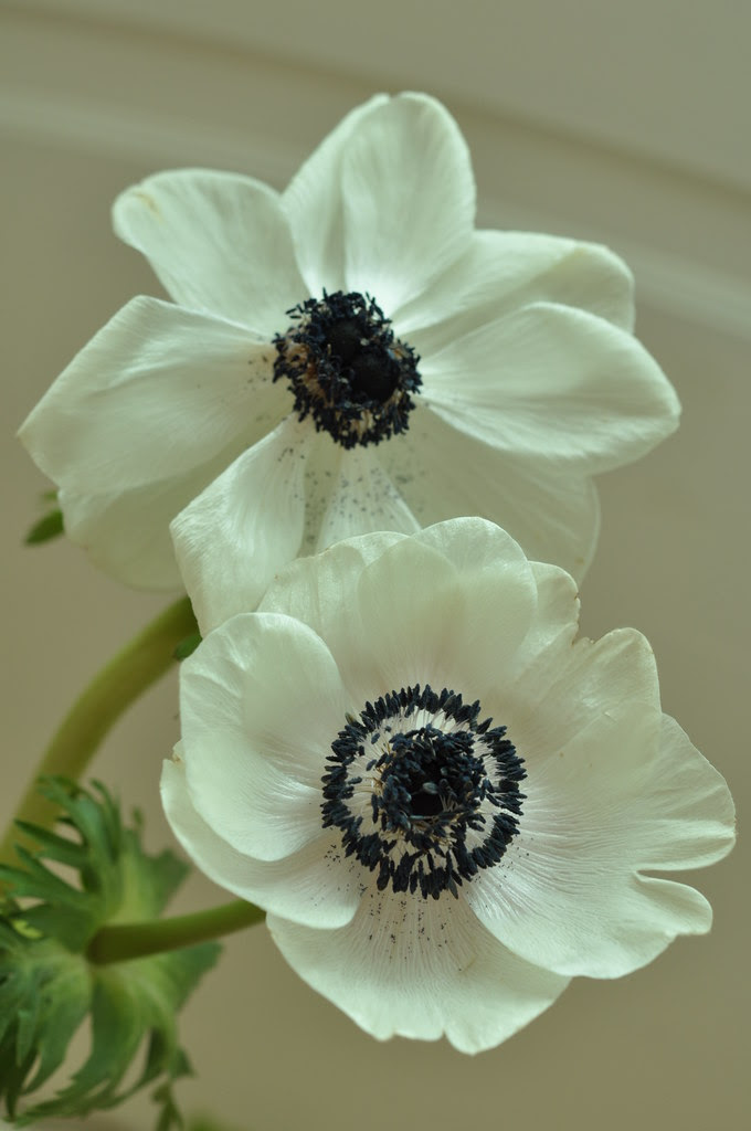 20110126_1