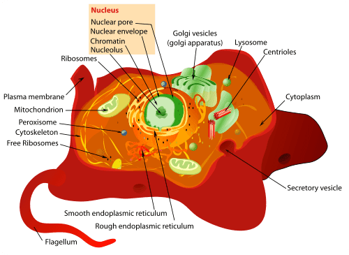 Image:Animal-Cell.png