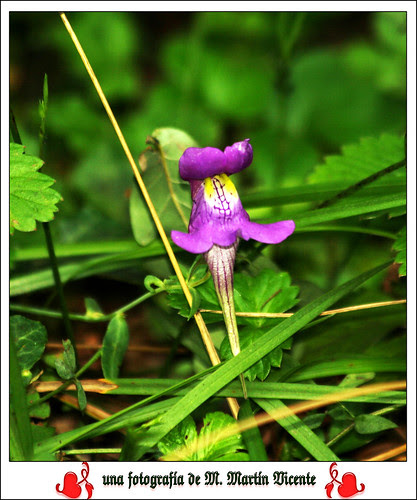 linaria triornithophora, pajarinos, cuquiellu