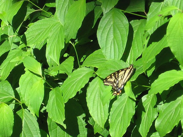 butterfly