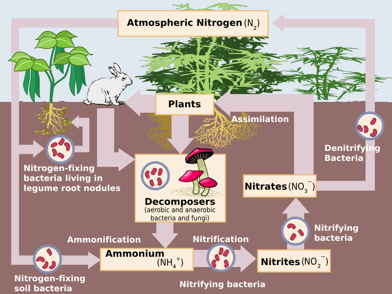 Nitrogen Fixation for Dummies
