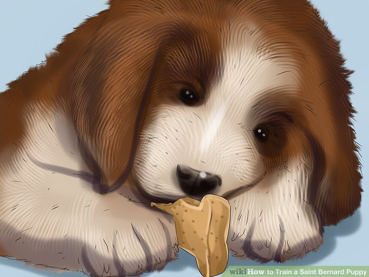 Train a Saint Bernard Puppy Step 4 Version 3.jpg