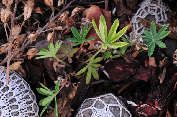 lupine