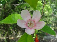 １１月１日の誕生花 カリン 花梨 の花言葉 唯一の恋 豊麗 な花と黄色いいびつな実 弥生おばさんのガーデニングノート 花と緑の365日 楽天ブログ