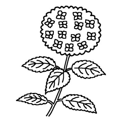 アジサイ 紫陽花 1 夏 梅雨の花 無料 白黒イラスト素材