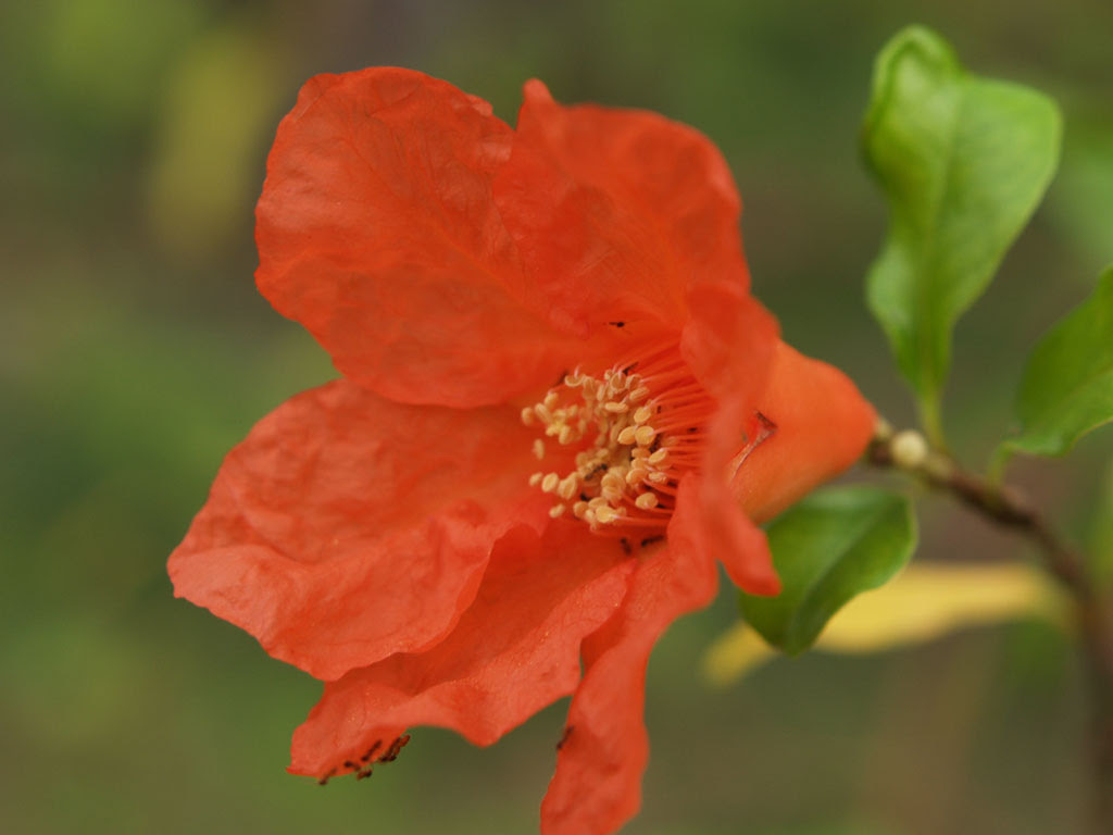 花壁紙 旧 1 700 ザクロ 石榴 の花