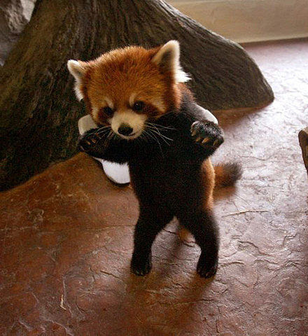 Buy Authentic Amuse Baby Red Panda Standing Up 15cm Plush At Tofu Cute