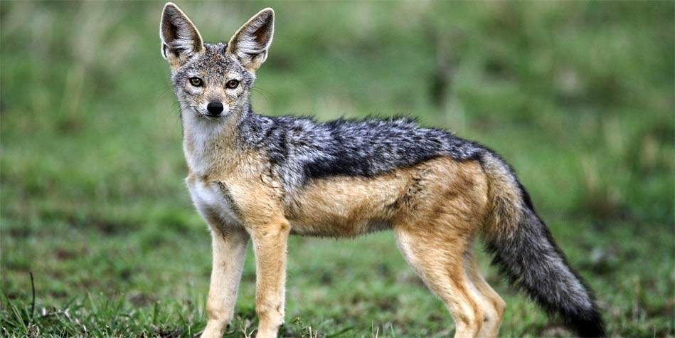 Szakal (Canis) â