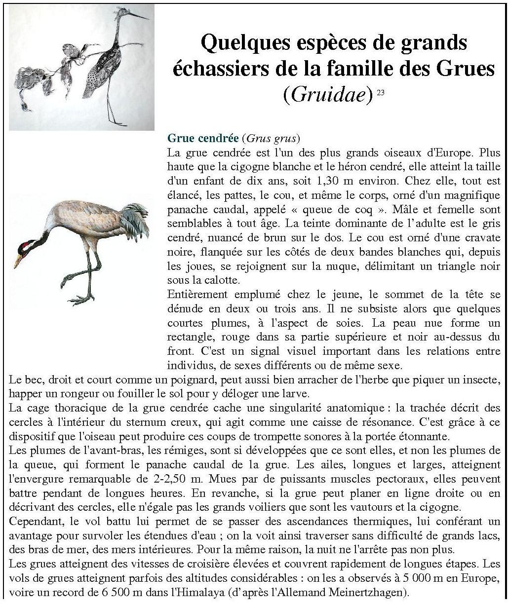 Info Grues Oiseaux Yantra