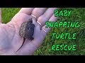 Baby Alligator Turtle For Sale
