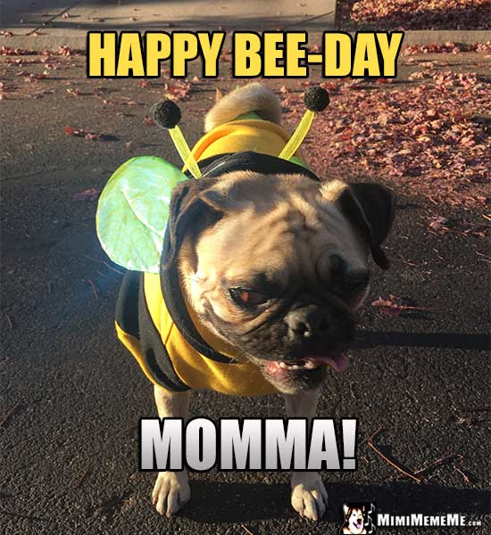 Happy Birthday Mom Funny Party Animals Wish Mommy Mother Momma A Happy B Day Mimimememe