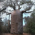 Unique and Unusual Trees 11