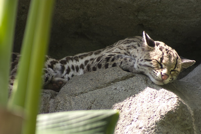 猫科動物 マーゲイ が超絶かわいいので写真や動画を集めてみた Hinemosu
