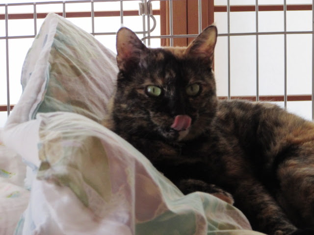 我が家の愛猫フォト 投稿作品 投稿日 2019 12 02 Jtbグループob
