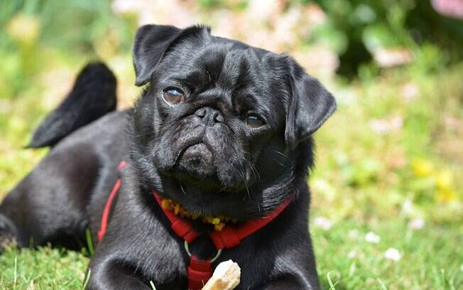O pug é um cachorro para apartamento que vem conquistando muitos corações 