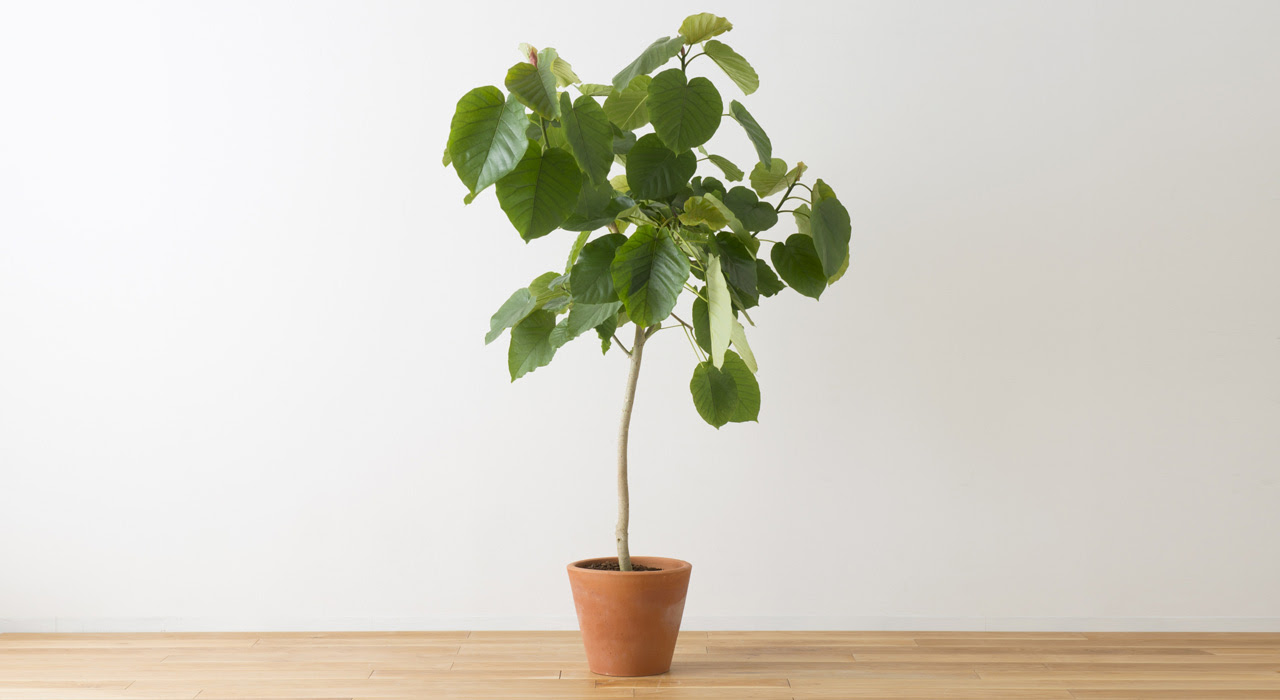 人気のフィカスを育てよう 置き場所で選ぶ おすすめ12品種と植木鉢も 植木鉢ナビ