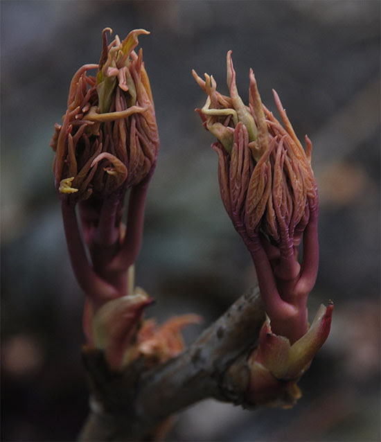 Rügyező fás bazsarózsa (Paeonia suffruticosa) a kertünkben