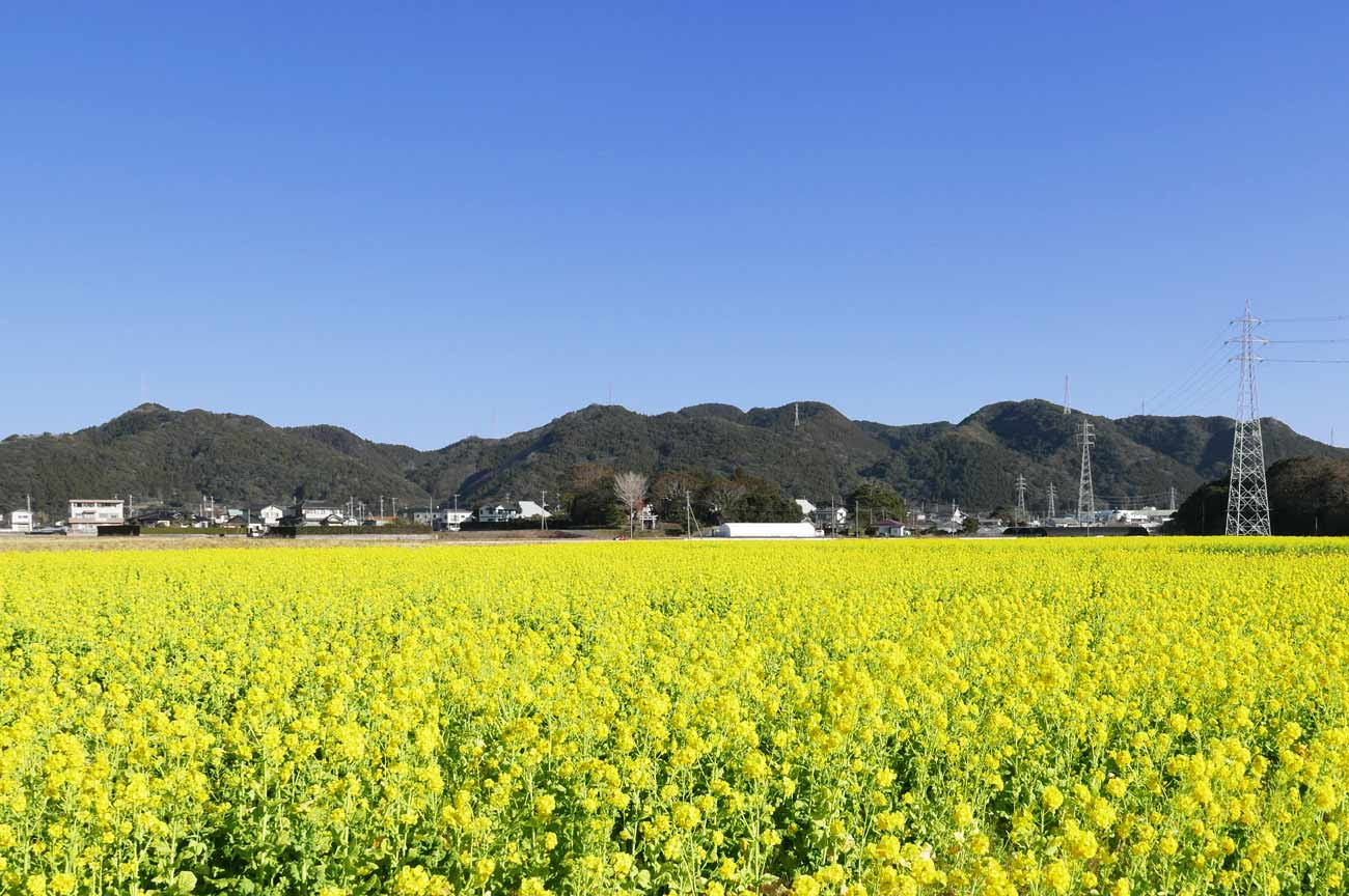 菜な畑ロード 鴨川市の１万坪の菜の花畑 房総タウン Com